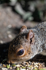 Squirrel and seeds