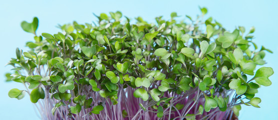Micro greens sprouts