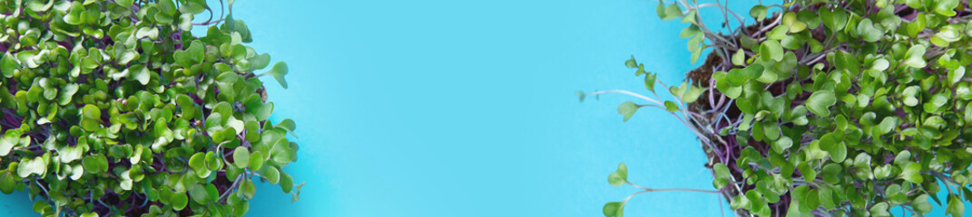 Micro greens sprouts