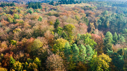 Aerial view of autumn forest in Poland
