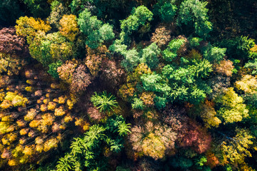 Autumn forest in sunny day at sunrise, view from drone
