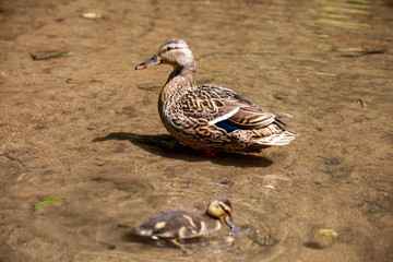 Duck and duckling