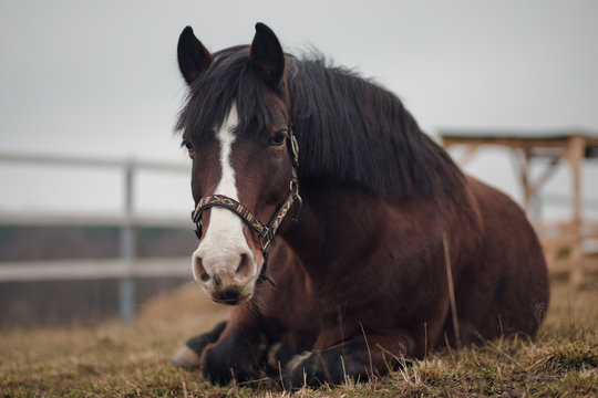 portrait of old mare horse in halter laying on ground in paddock