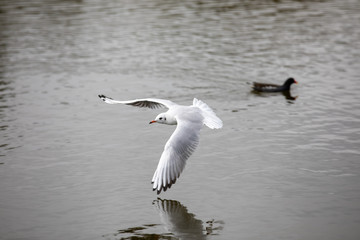Fototapeta na wymiar Seagull swooping over water