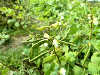 Green bean trees and green beans,leaf,white flower.