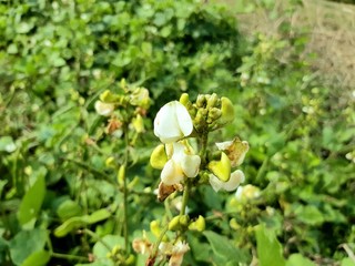 Obraz premium Green beans cultivation land and white flower.