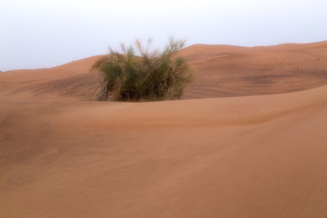 Fototapeta na wymiar scale backgrounds of desert and dunes, Dubai, Emirates