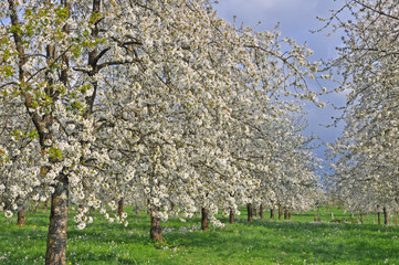 Fototapeta premium cerisiers en fleurs au printemps