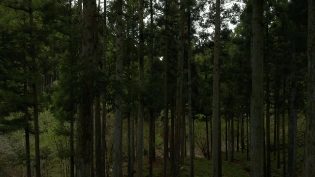 山林の木々