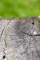 Fototapeta premium old wooden texture for background