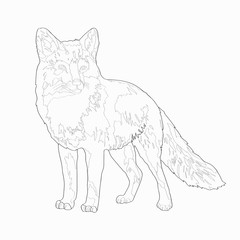 Vector illustration. A fox. Image, black line.