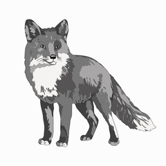 Vector illustration. A fox. Black and white image image.