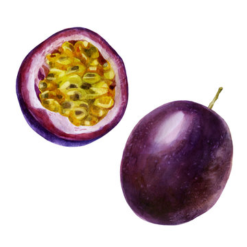 Watercolor illustration. Passion fruit. Image of half passion fruit.