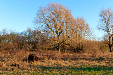 Une vache sauvage profite du soleil