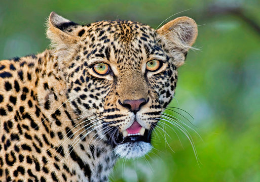 Leopard's Gaze