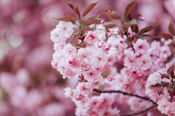 Obraz premium Branches of cherry blossoms. Beautiful Sakura in the garden