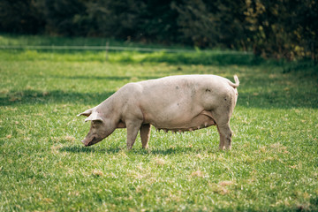 Fototapeta premium Pigs eating on a meadow in an organic meat farm