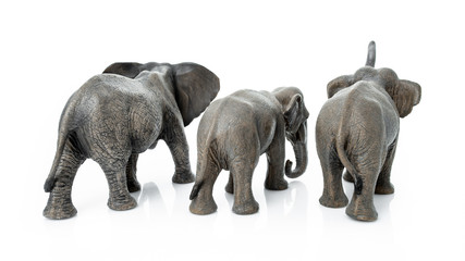 Obraz premium Elephant family. Backside of the elephant isolated on white background.