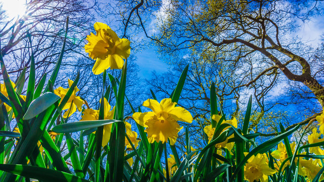 Easter background with fresh spring flowers. Yellow narcissuses against the blue sky