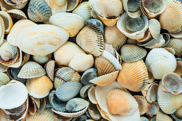 beautiful background and texture of nature sea shell pattern