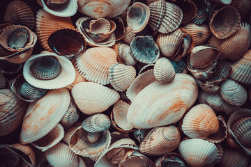 Mixed colorful sea shells as background