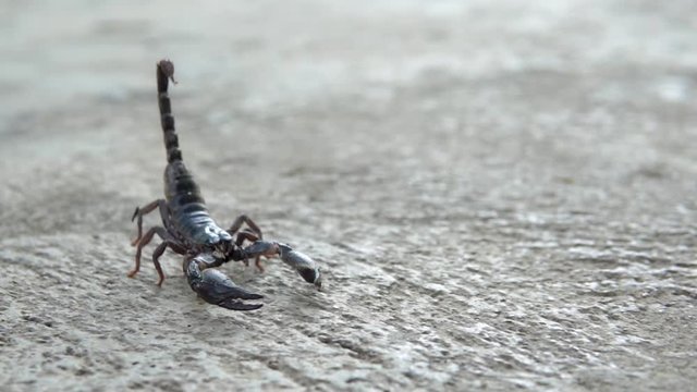 Scorpion running on ground. Asian Black scorpion close up view