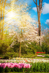 Sunrise beam in the beautiful park. Spring Nature scene. Beautiful Landscape.