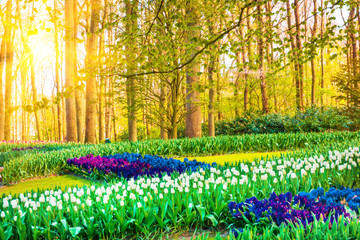 Sunrise beam in the beautiful park. Spring Nature scene. Beautiful Landscape.