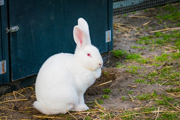 white rabbit playing in the garden