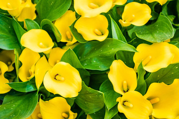Bouquet of yellow Calla lilies. Zantedeschia