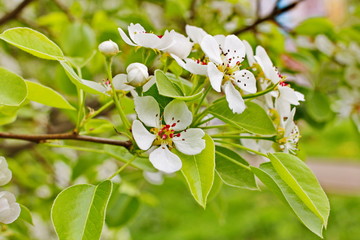 Fototapeta premium amazingly beautiful many tree branches white flowers, Apple buds garden spring nature open flower seed-bearing part of the plant, stamens, pedicels, surrounded by a brightly colored Corolla, petals