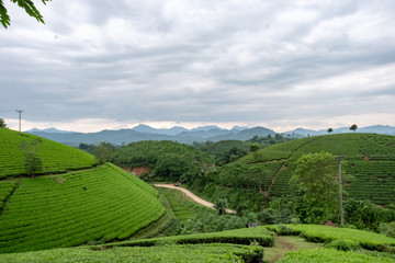 Fototapeta na wymiar landscape with tea field and blue sky