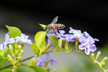 tbe bee on a flower