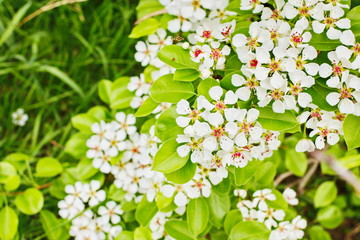 amazingly beautiful many tree branches white flowers, Apple buds garden spring nature open flower seed-bearing part of the plant, stamens, pedicels, surrounded by a brightly colored Corolla, petals