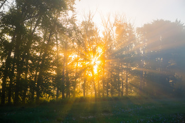 Beautiful sun rays in the early morning forest