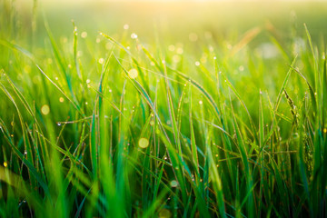 Close up of fresh thick grass with water drops in the early morning