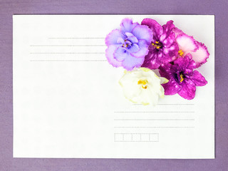 Purple frame around an envelope with Saintpaulia flowers