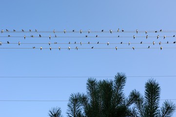 Flock of Swallows on Perched Power Lines © Vidady