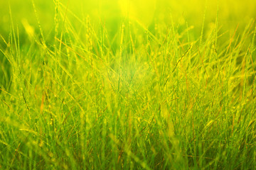 Morning dew in the rays of the rising sun and stems of grass. Morning fresh grass.