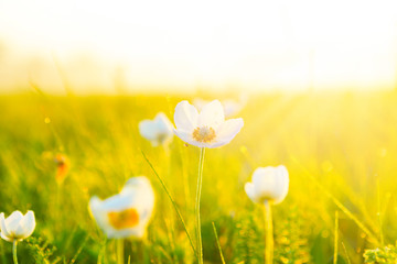 Spring and summer wallpaper with green grass and small white flowers