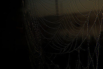 Morning dew. Shining water drops on spiderweb
