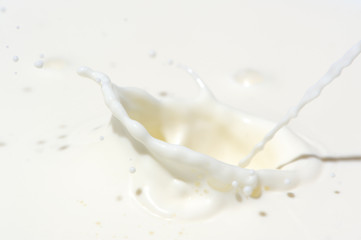 Fototapeta na wymiar Pouring Milk Splash