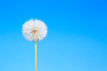 Dandelion abstract blue background. White blowball over blue sky and copy space. Shallow depth of field.