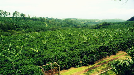 View over coffee fields and hills in costa rica 