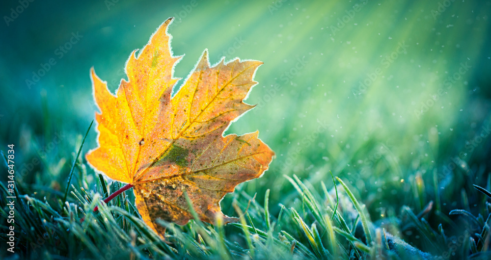 Wall mural Yellow maple leaf flooded with light on green grass