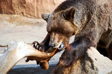 big brown bear nibbles a tree branch on a rock with sharp teeth