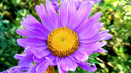 Obraz premium Colorful strawflowers, Scientific name is Helichrysum bracteatum