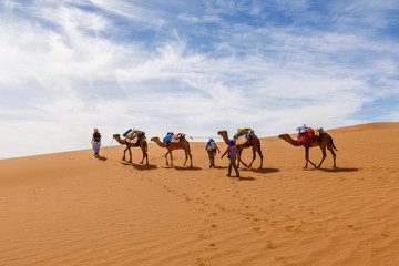 Camels caravan in the sahara desert, camel caravan goes along the sand dunes, Morocco
