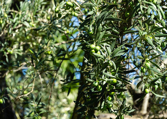 Close-up beautiful green olives on branches Olive trees (Olea europaea) in relic 200 year old olive...