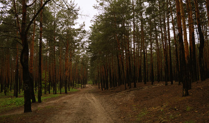 Long sandy road between trees in a pine forest.